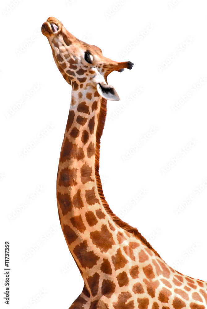 Fotografie Détourage girafe tête et cou