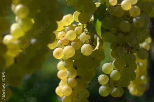 white wine grape, horizontal