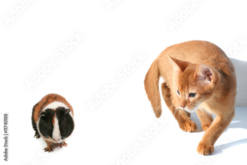 cat  hunts on a hamster