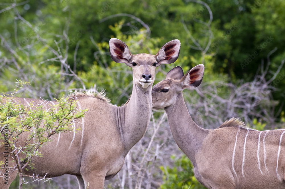 Fototapeta premium Kudu mother with her cub