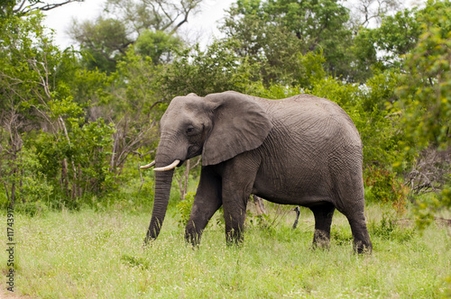 Elephant in Kruger Park