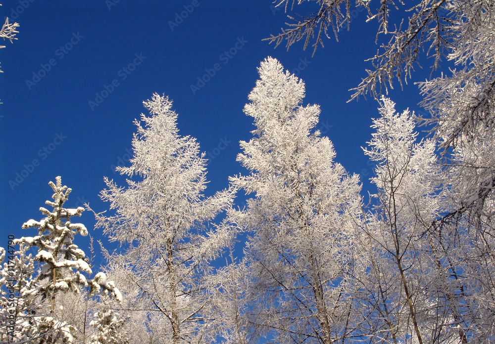 Zeya, Winter, Fairy forest, taiga, tundra, Siberia, far east Zeya, Winter, Fairy forest, taiga, tundra, Siberia, far east