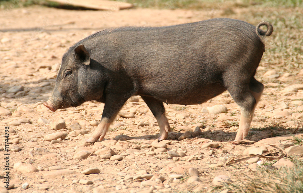 Schwarzes Schwein