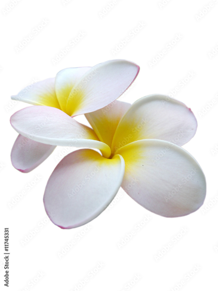 Fototapeta premium Frangipani