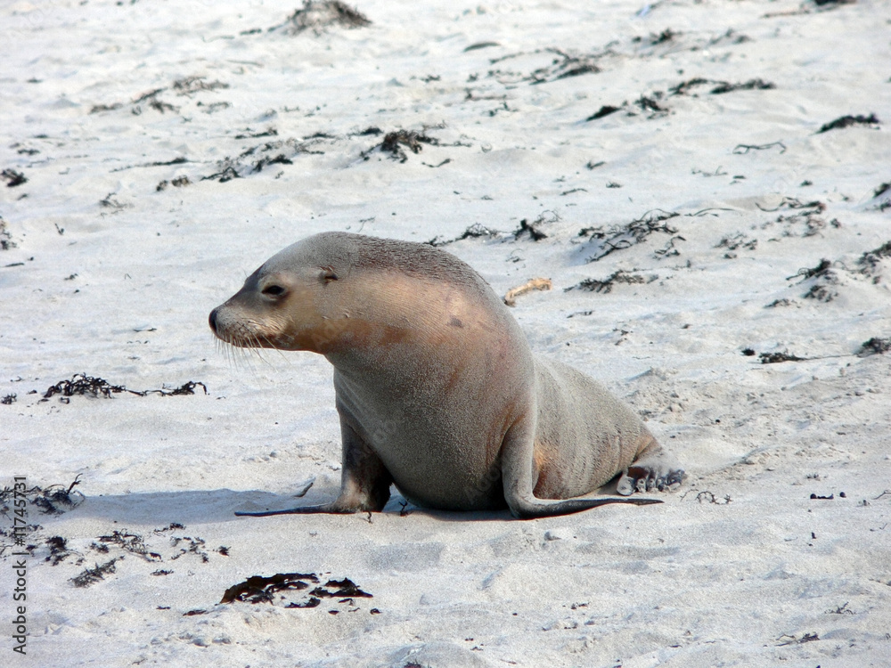 Naklejka premium sealion