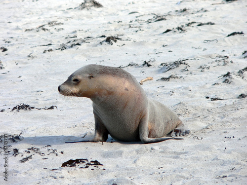 sealion