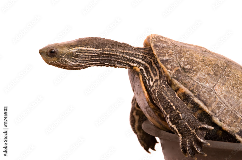 Fototapeta premium Caspian turtle isolated on white background