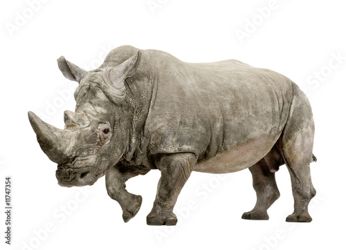 White Rhinoceros - Ceratotherium simum ( +/- 10 years) © Eric Isselée