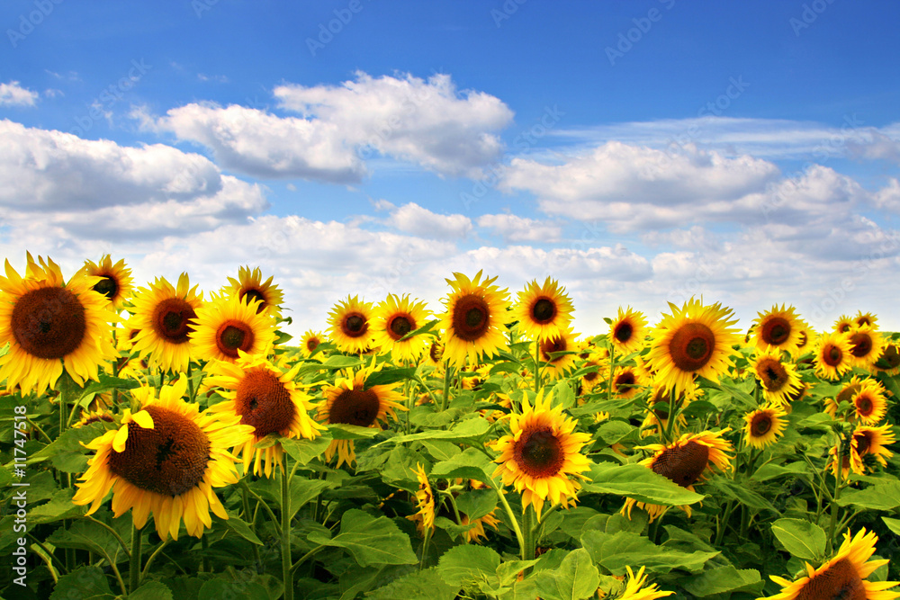 Fototapeta premium Sonnenblume mit blauem Himmel
