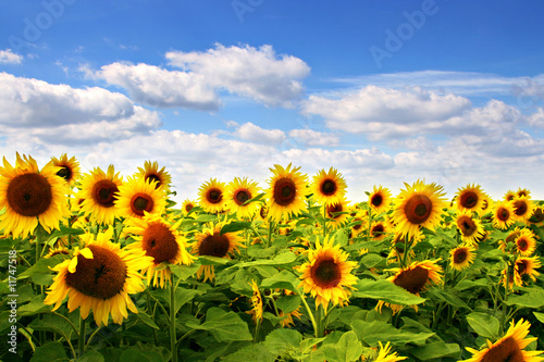 Sonnenblume mit blauem Himmel