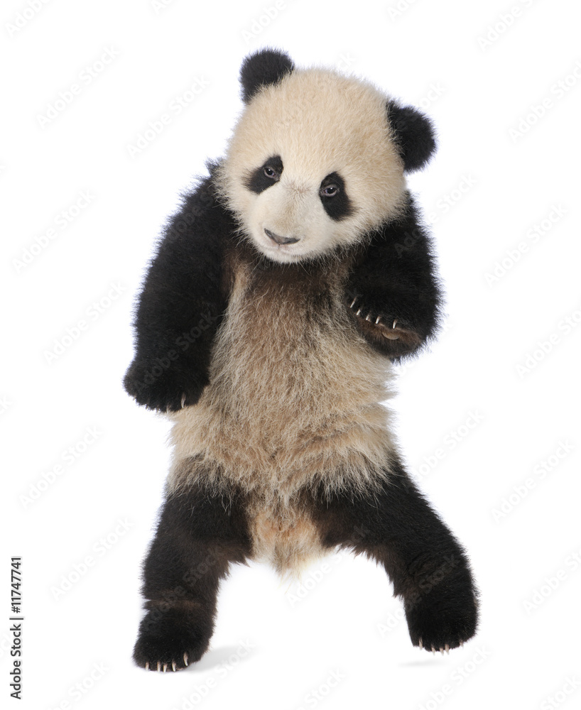 Obraz premium Giant Panda (6 months) - Ailuropoda melanoleuca