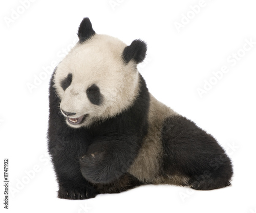 Giant Panda (18 months) - Ailuropoda melanoleuca © Eric Isselée