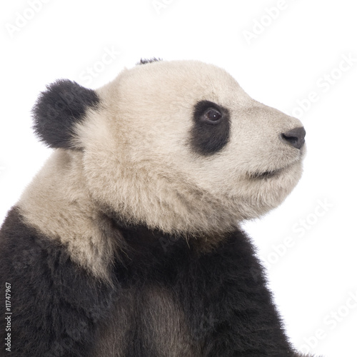 Giant Panda (18 months) - Ailuropoda melanoleuca