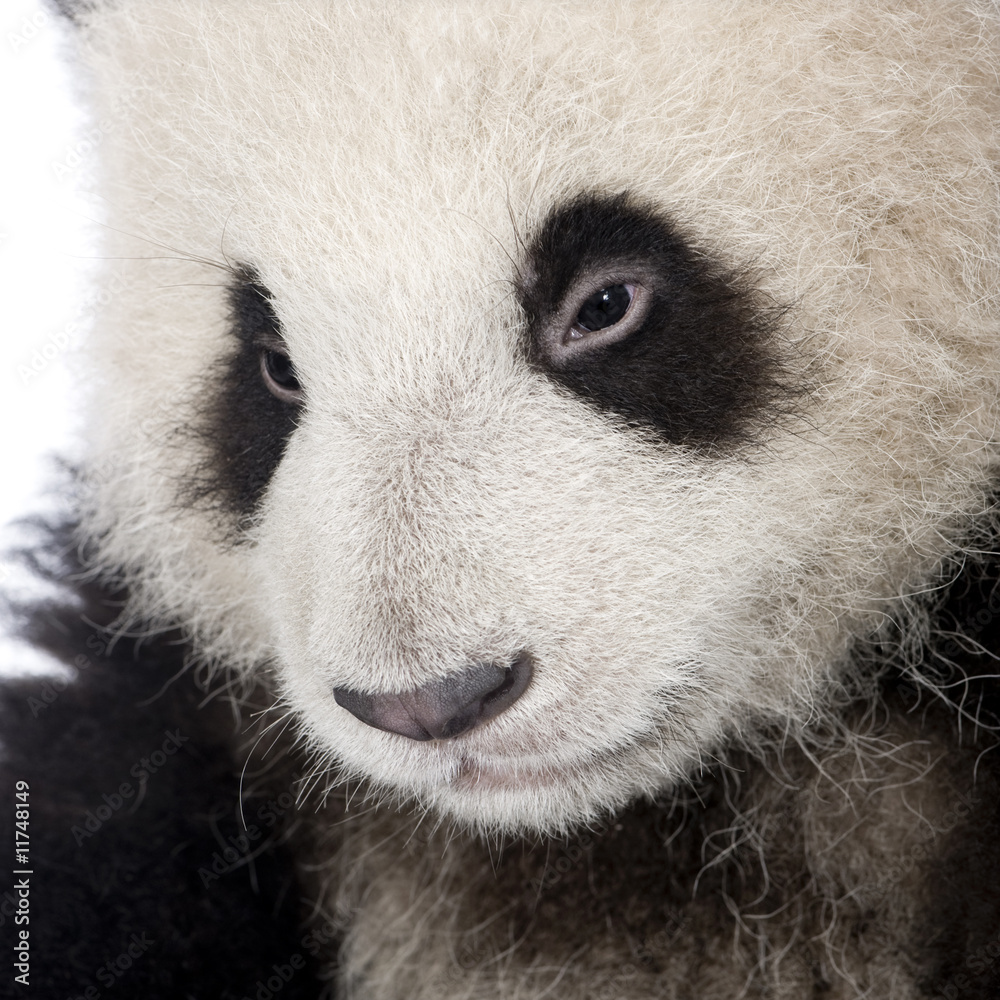 Fototapeta premium Giant Panda (6 months) - Ailuropoda melanoleuca