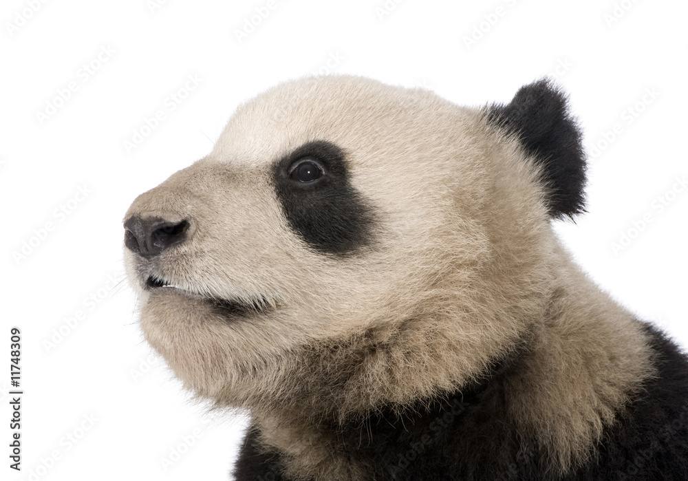 Giant Panda (18 months) - Ailuropoda melanoleuca