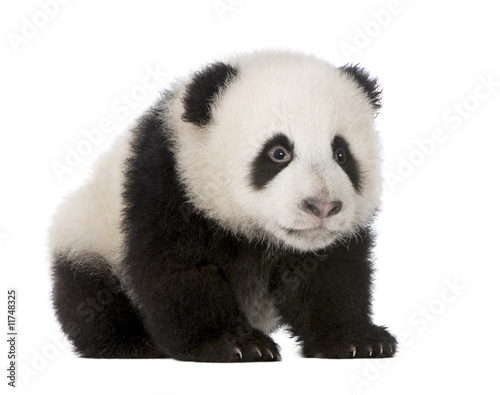 Fototapeta Naklejka Na Ścianę i Meble -  Giant Panda (4 months) - Ailuropoda melanoleuca