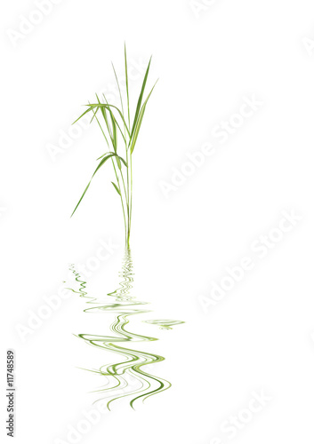Fototapeta Naklejka Na Ścianę i Meble -  Bamboo Leaf Grass