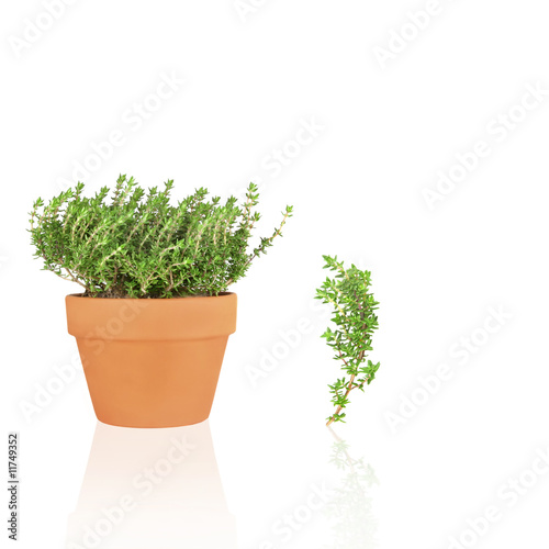 Thyme Herb and Leaf Sprig