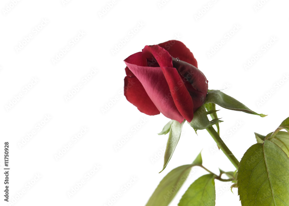 cerise red valentine rose flower cerise red valentine rose flower