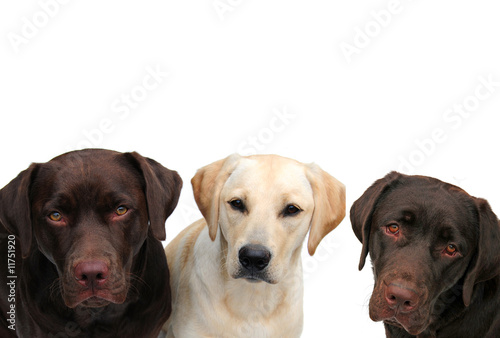 Three lovely labs