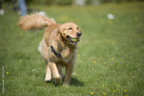 Fotografi Dog with Ball