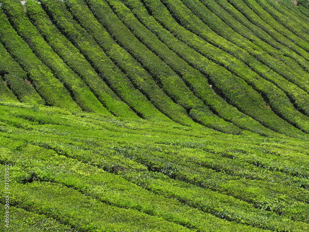 Plantation de thé au Cameron Highlands / Malaisie