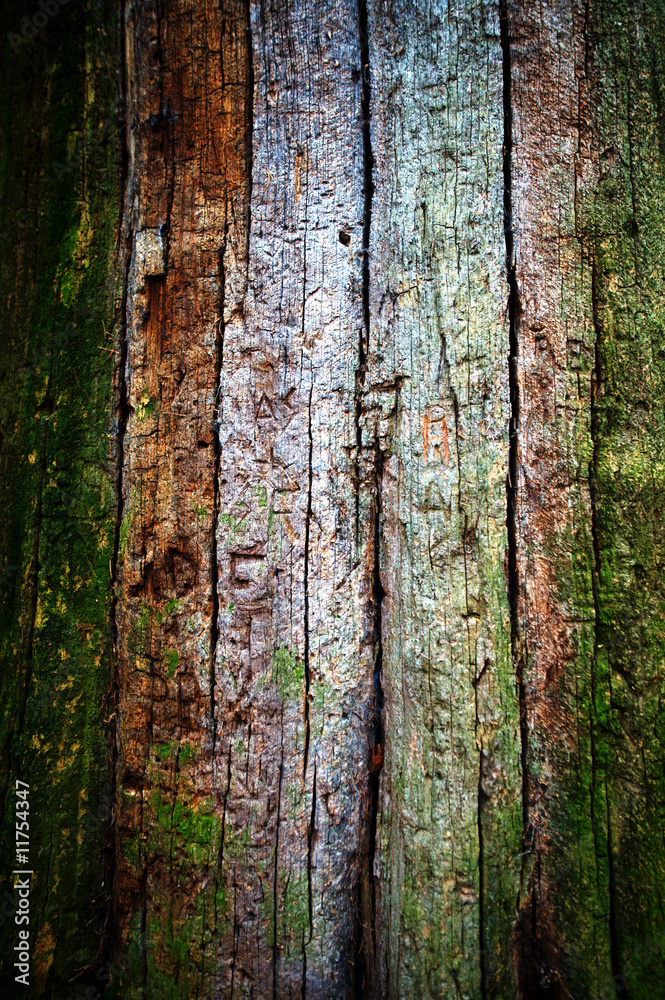 Obraz premium tree texture1