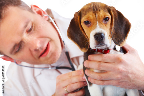 Fényképezés Veterinarian doctor and a beagle puppy