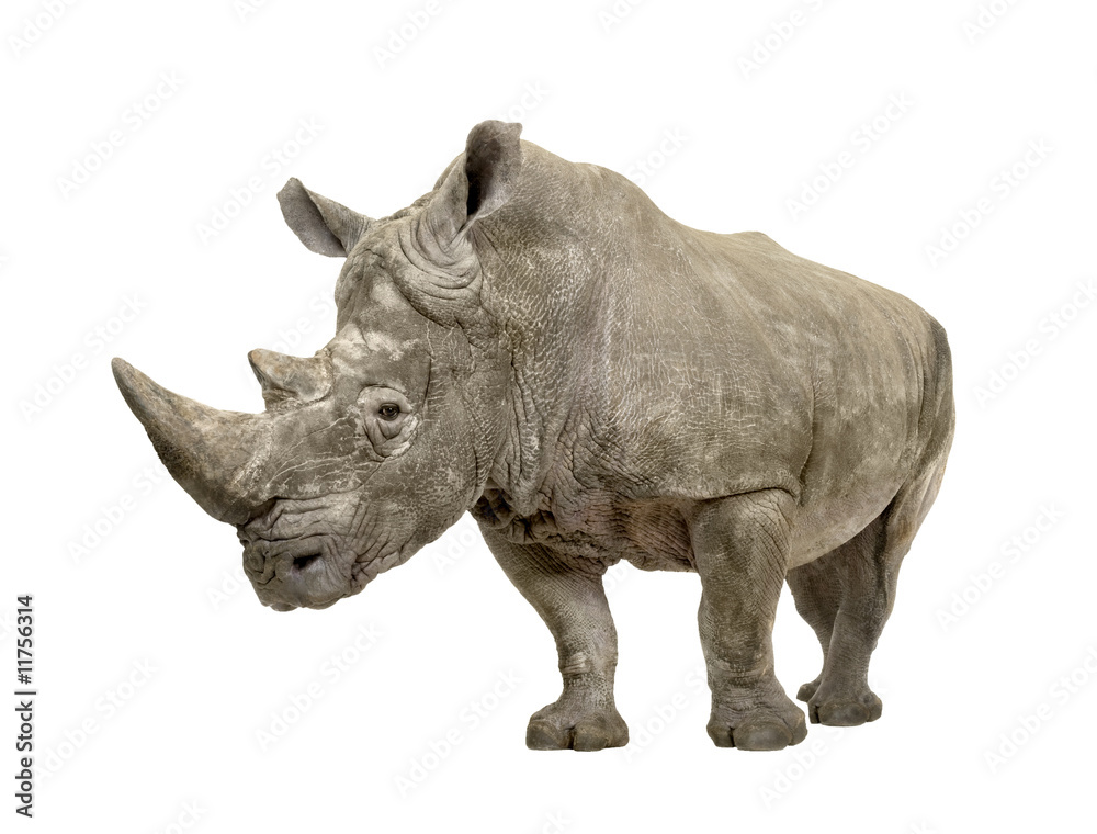 Fototapeta premium White Rhinoceros - Ceratotherium simum ( +/- 10 years)