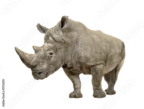 White Rhinoceros - Ceratotherium simum     - 10 years 