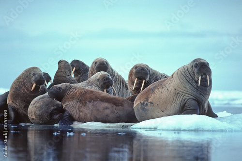 Walrus