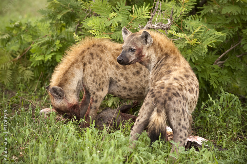 Fototapeta premium Two hungry hyenas are eating dead animal