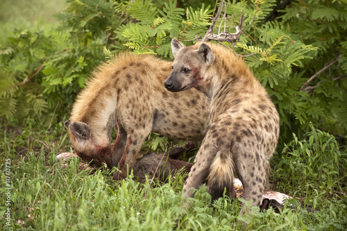 Two hungry hyenas are eating dead animal