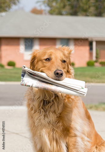 Dog Fetching the News Paper
