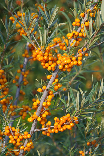 Sanddorn - sallow thorn 10