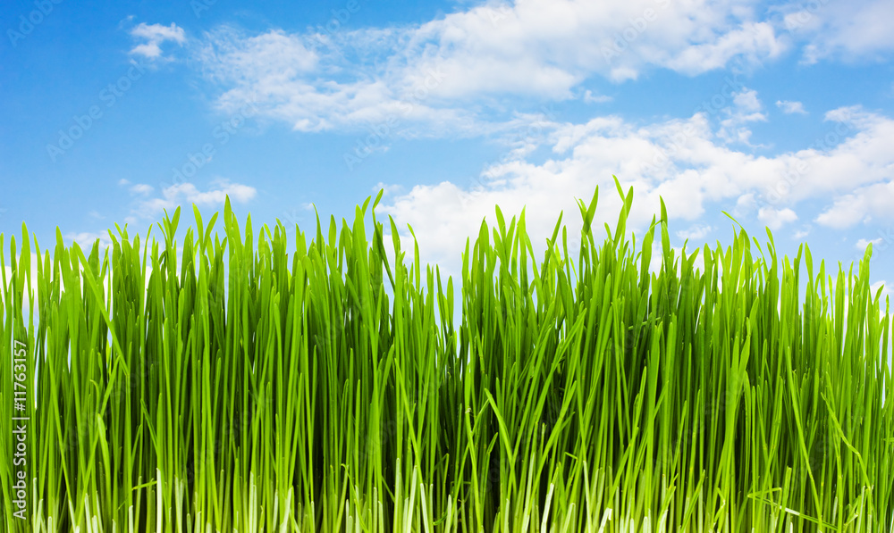 Fototapeta premium grass on a background of blue sky, summer