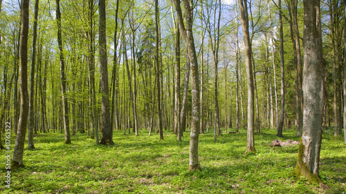 Stand of Bialowieza Forest Landscape Reserve at springtime day