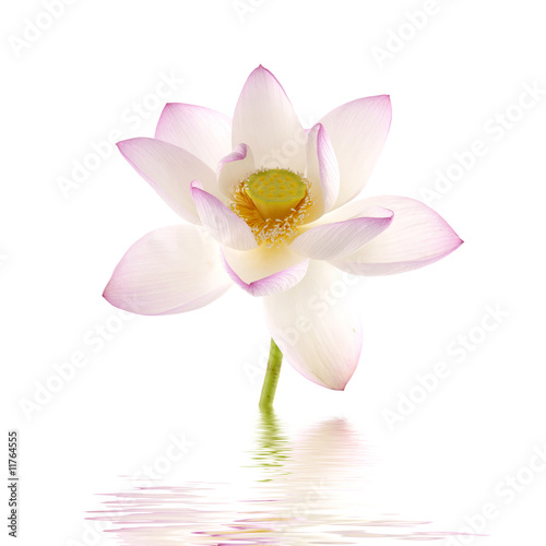 Fototapeta Naklejka Na Ścianę i Meble -  pink lotus