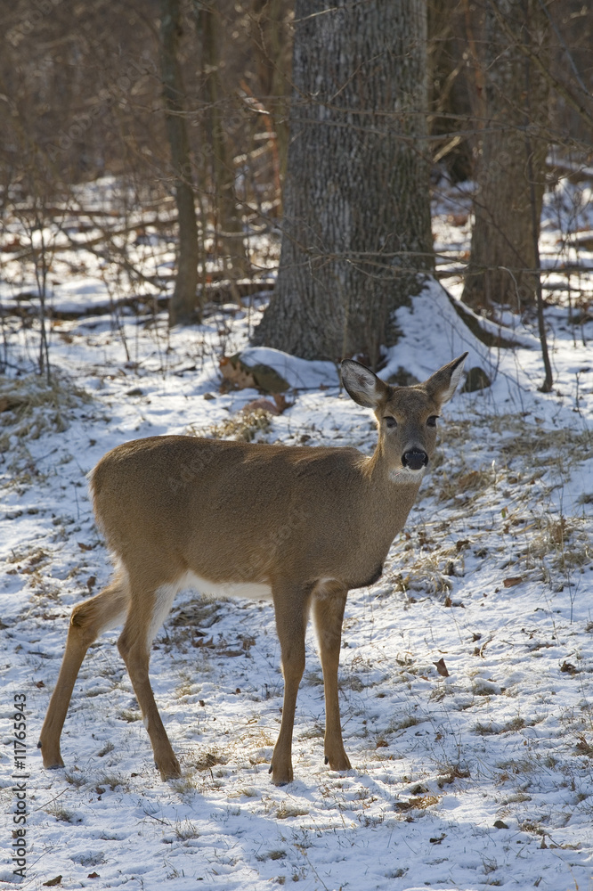 Obraz premium lone doe