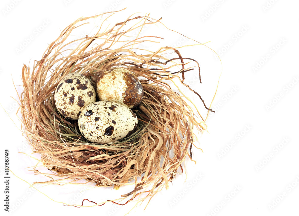 Obraz premium Bird nest with three quail eggs.