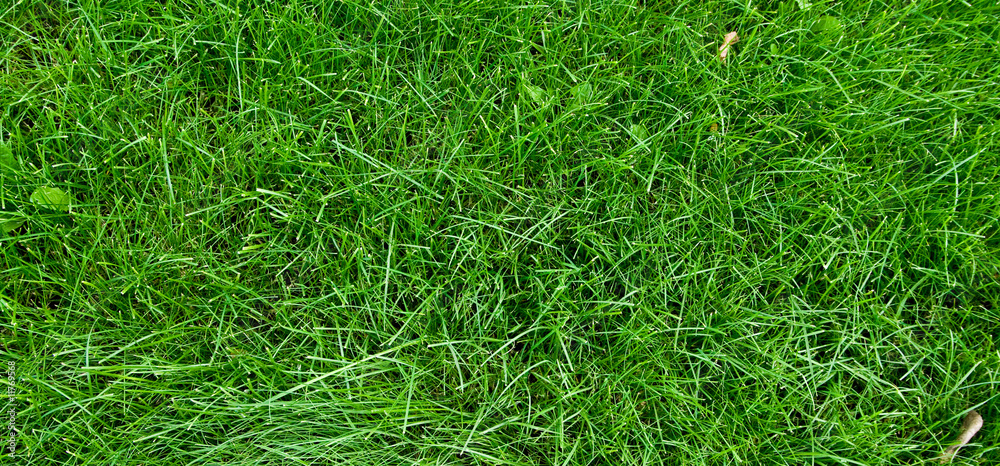 green grass texture green grass texture