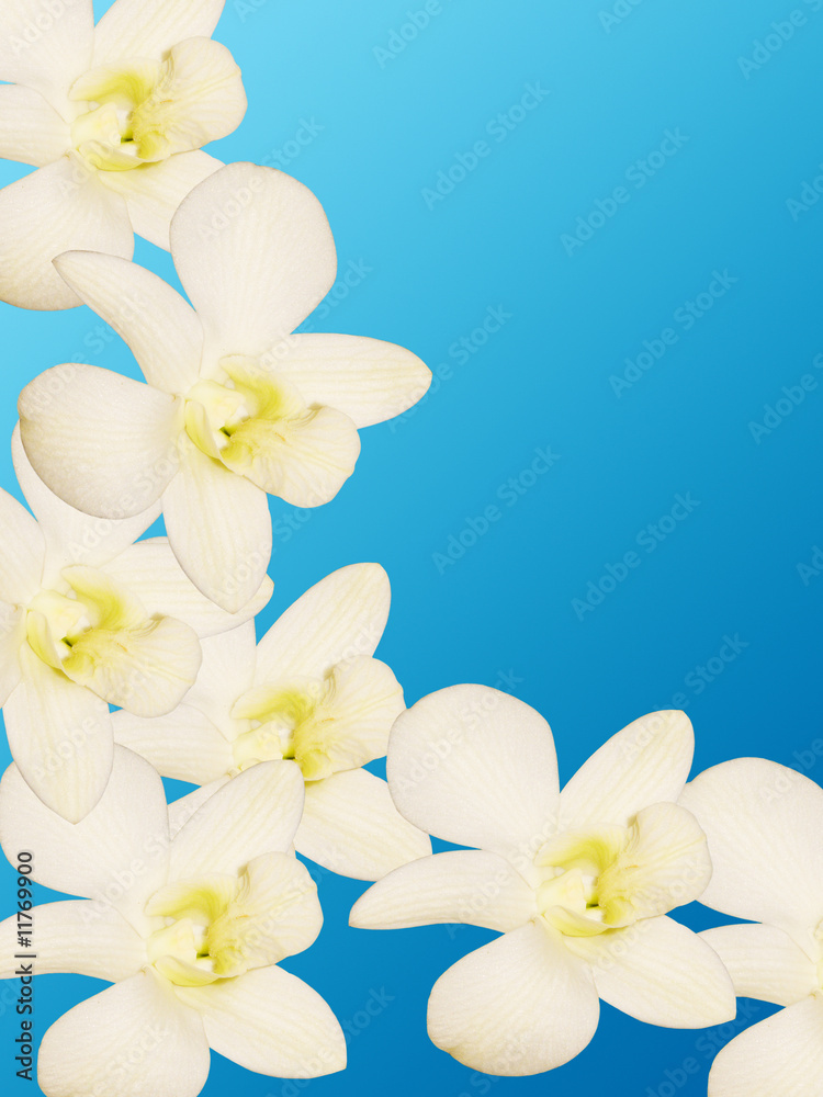Obraz premium Orchid flowers