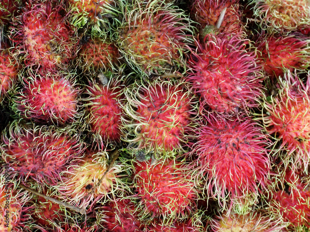 Fruit tropical Fruit tropical