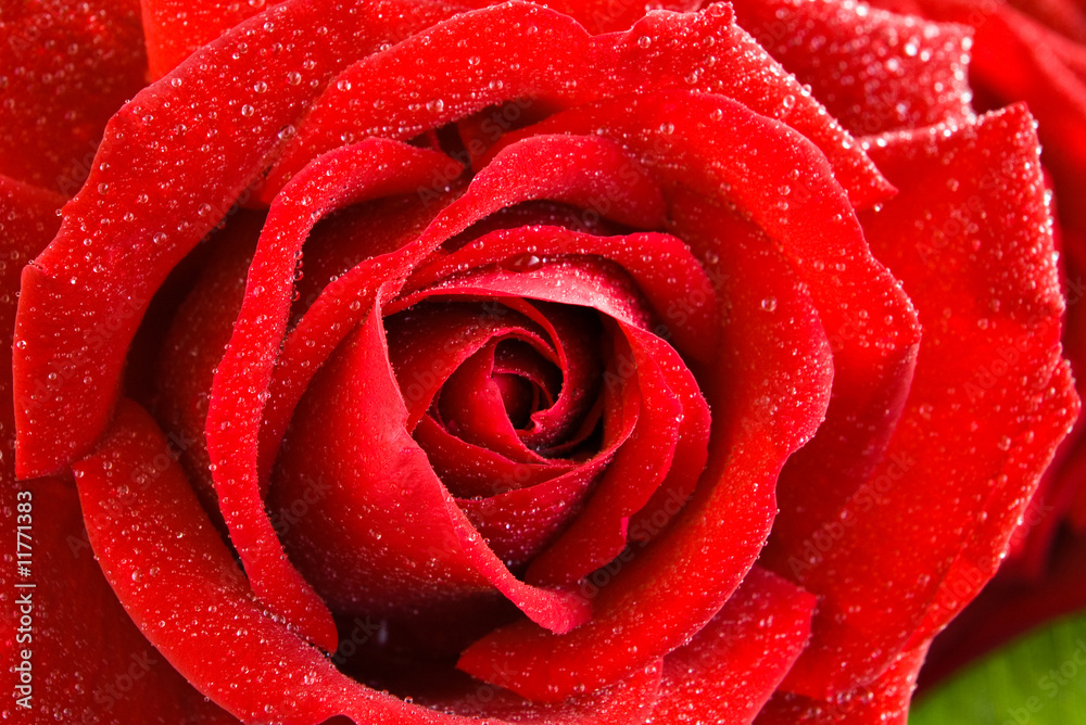 red rose red rose