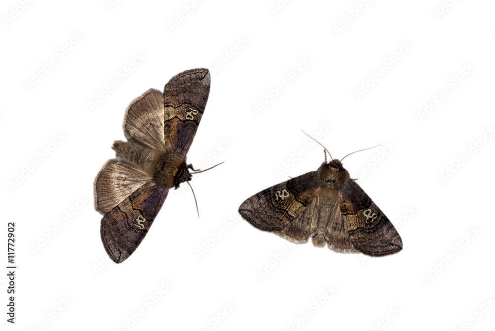 Naklejka premium Two drepaniid moths