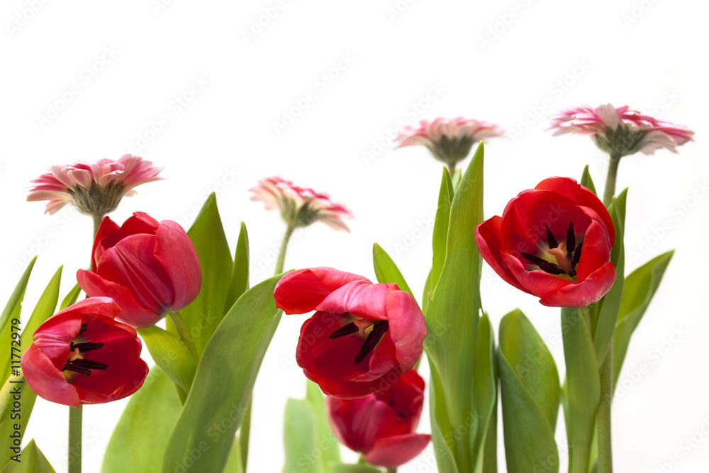 Obraz premium Frühlingsblumen