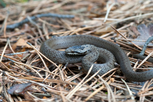 Grey Grass-snake