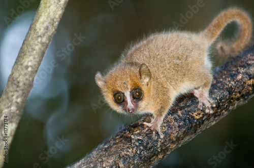 Grey Mouse Lemur (microcebus murinus)