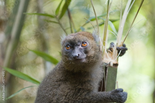 Greater Bamboo Lemur (Hapalemur simus) photo