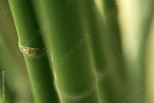 Fototapeta Bamboo plant